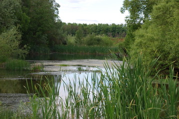 View on the wild lake