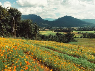 Landscape with flowers and mountains in Thailand