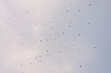 a lot of bird kite in the sky over the fields