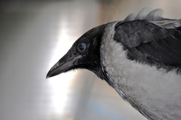 portrait of a bird