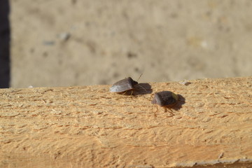 Stink bug on a wooden board. Brown bug.