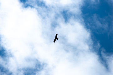 a lot of bird kite in the sky over the fields