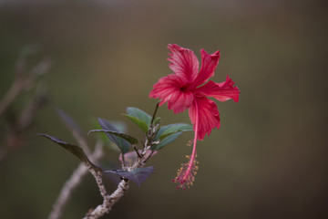 Hibiscus flower