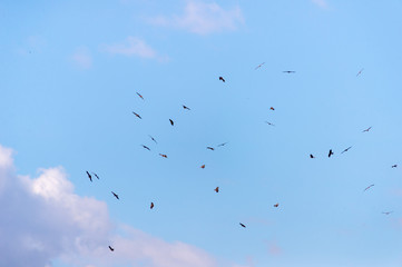 a lot of bird kite in the sky over the fields