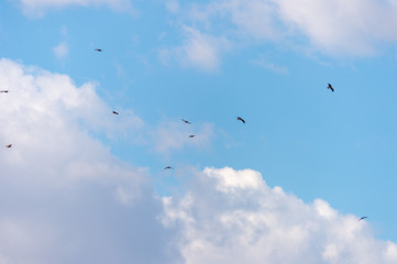 a lot of bird kite in the sky over the fields