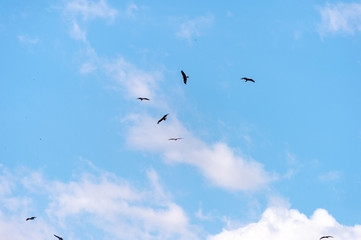 a lot of bird kite in the sky over the fields