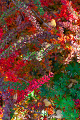 Fototapeta na wymiar beautiful autumn bushes with colorful tiny leaves