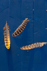 pheasant feathers on a green background