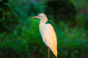 Cattle Egret
