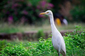 Cattle egret 