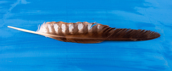 pheasant feathers on a green background