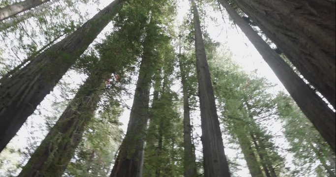 Humboldt Redwoods rotate looking up, shot in 10 bit C4K