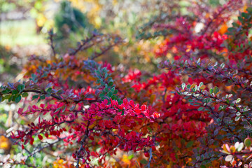 beautiful autumn bushes with colorful tiny leaves