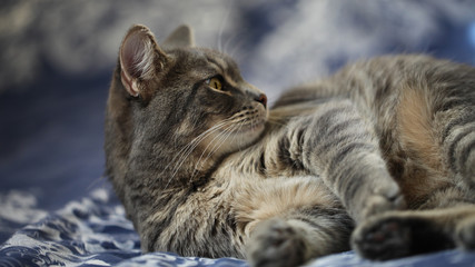 Fluffy gray cat lying on the bed
