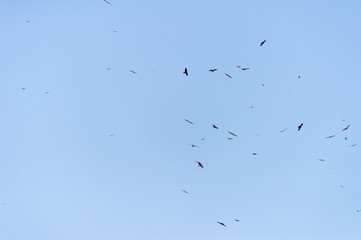 a lot of bird kite in the sky over the fields
