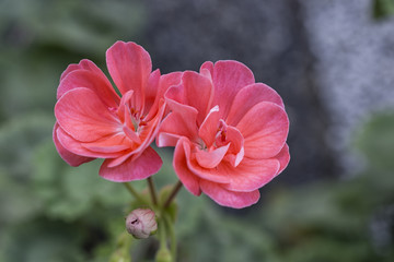 Summer Idols Pink Geranium.