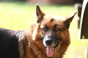 German shepherd dog canine portrait close up