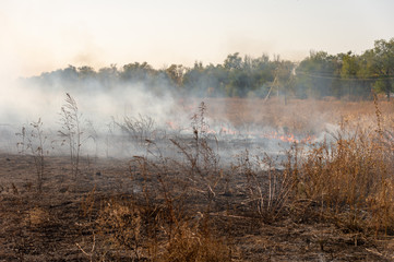 fire in the field - dry grass