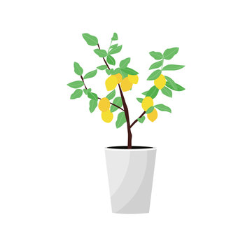 Vector Illustration. Plant in pot. Lemon tree. Flat style