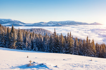 Fototapeta na wymiar View of the misty valley. Location Carpathian, Ukraine, Europe.