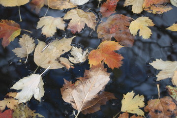 autumn leaves on the water