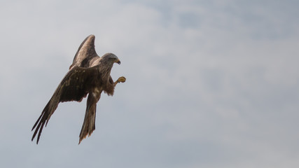 Catching its prey