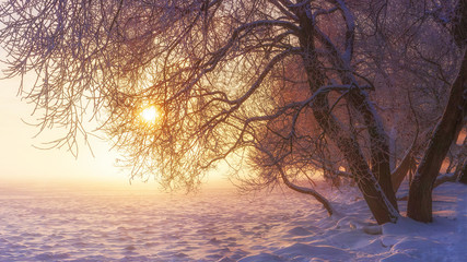 Fototapeta na wymiar Winter Christmas background with frosty tree at sunset