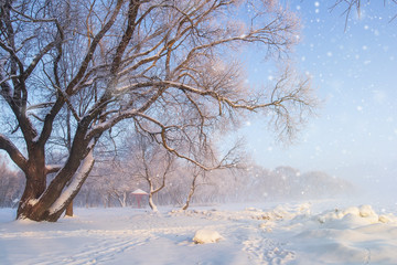 Fototapeta na wymiar Winter nature landscape. Frosty tree on snowy meadow. Snowflakes falling