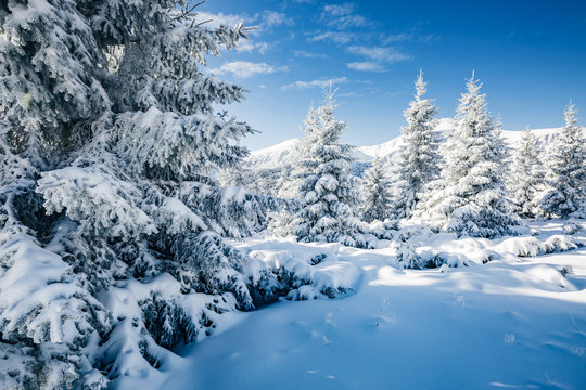 Majestic white spruces glowing by sunlight. © Leonid Tit