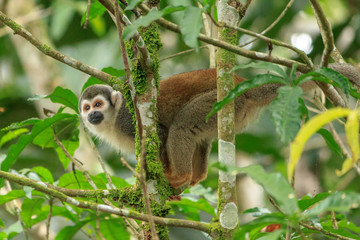 squirrel monkey in the amazon rainforest, ecuador