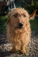 Beautiful wirehaired dachshund relaxing on the terrace