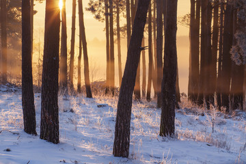 Obraz premium Winter forest at sunrise. Sunlight in snowy woodland.