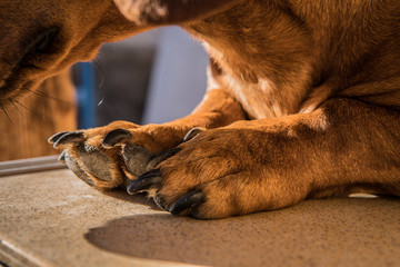 Macro photo of dog paw 