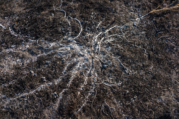 ash fire, ash after burning