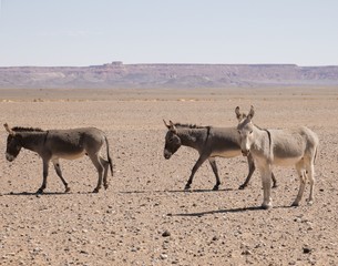 Donkey in Sahara desert Morocco