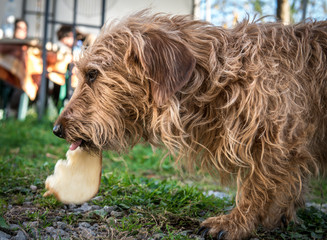 Hungry Dachshund Enjoying a Meal
