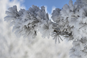 Winter background. Snowy branches covered by hoarfrost. Christmas and New Year time.