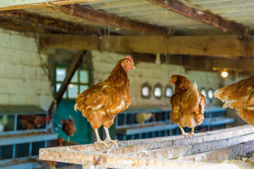 A typical chicken farm in Basque Country