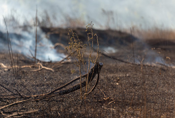 fire in the field and dry wood burns with blue smoke