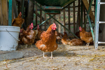 A typical chicken farm in Basque Country