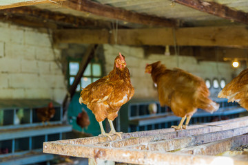 A typical chicken farm in Basque Country