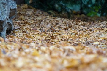 Herbstblätter am Boden