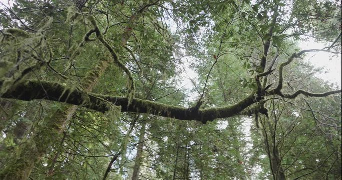 Humboldt Redwoods rotate right over mossy tree, shot in 10 bit C4K