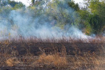 fire in the field - dry grass