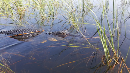 an american alligator