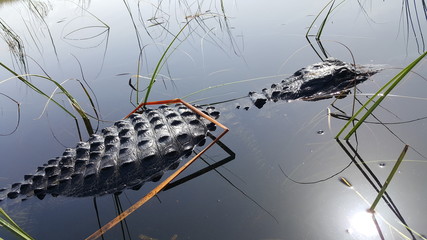 an american alligator