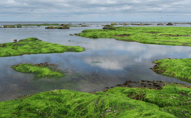 sea coast with sea grass and seagulls and cloud reflection
