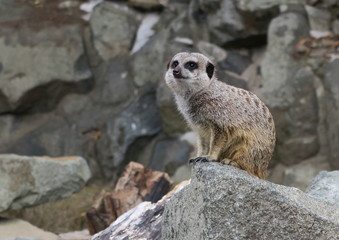 meerkat - suricate - in Edinburgh ZOO in Scotland in United Kingdom