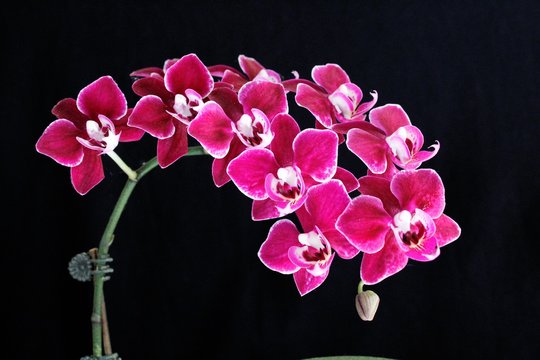 Orquídeas Phalaenopsis vermelha Stock Photo | Adobe Stock