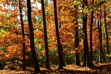 Eichenwald - Roteichen in der Herbstsonne